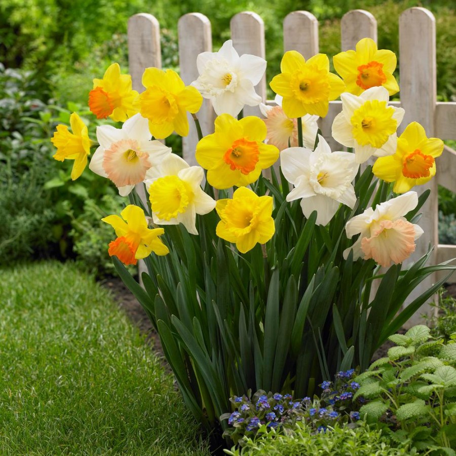 Необычный дизайнерский ход – высадить цветы в форме букета