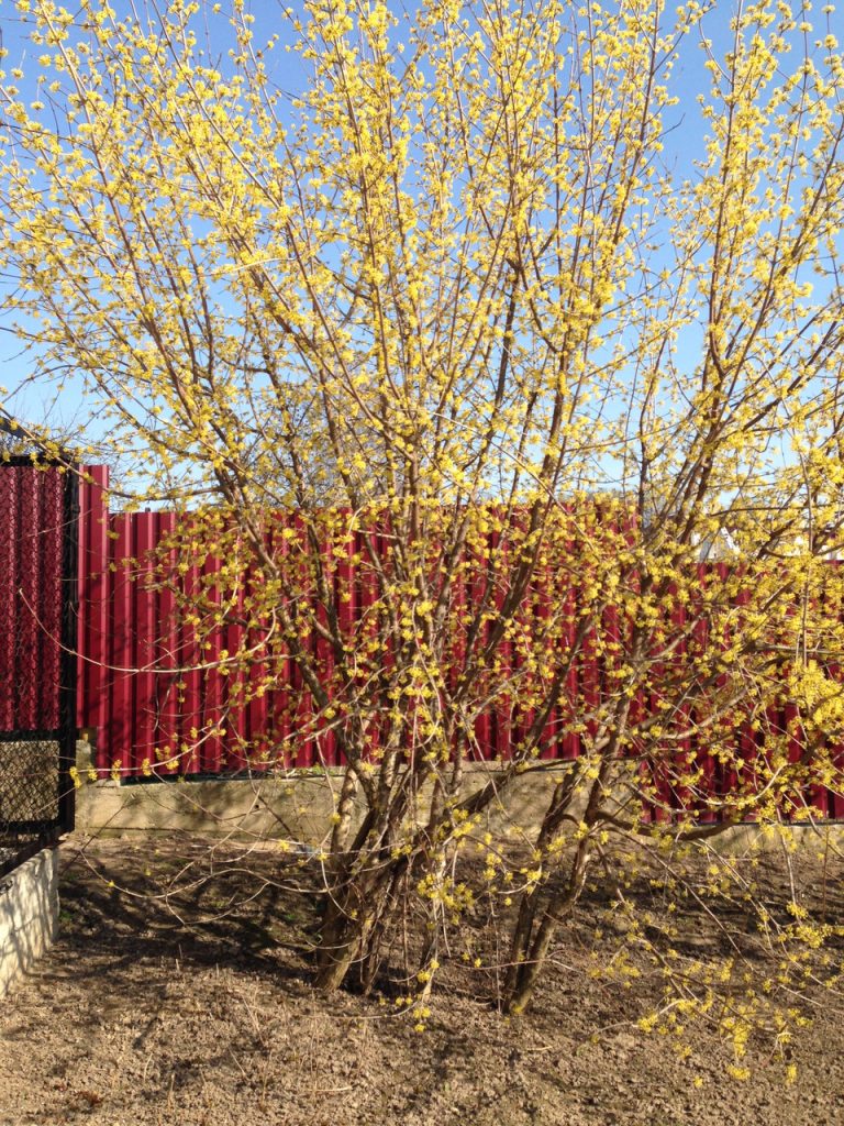 Неудачное (слишком близкое к забору) расположение кустарника