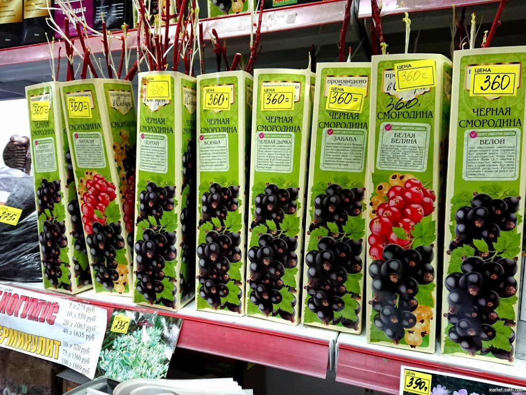 Новые сорта обладают лучшими характеристиками, но уход за ними более трудоёмкий