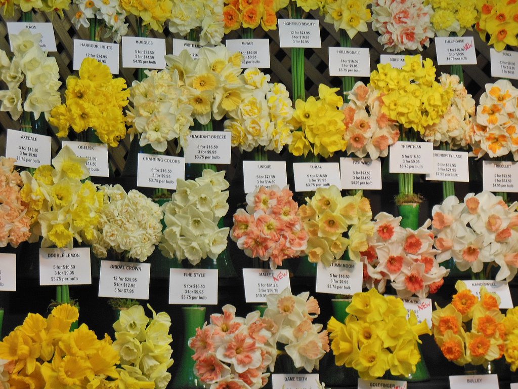 От правильного выбора луковицы зависит то, какие сорта попадут в цветник садовода