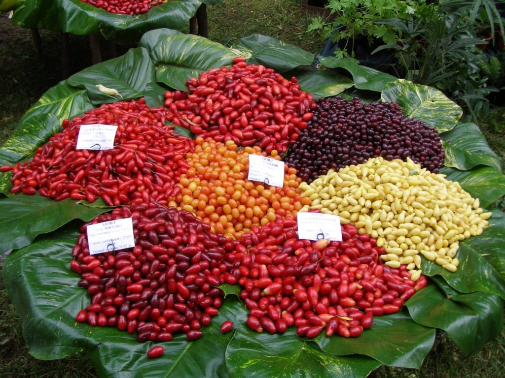 Плоды разных сортов кизила