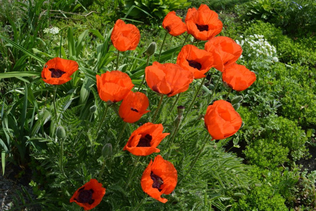 Во время активной вегетации мак нужно под корень