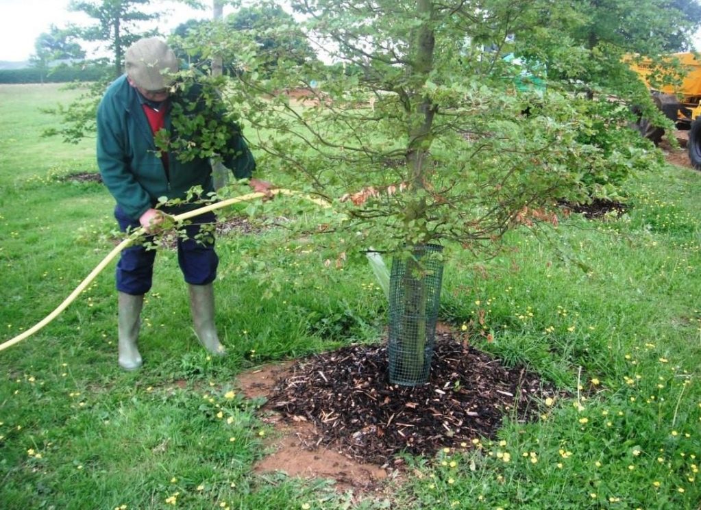 Полив абрикоса весной