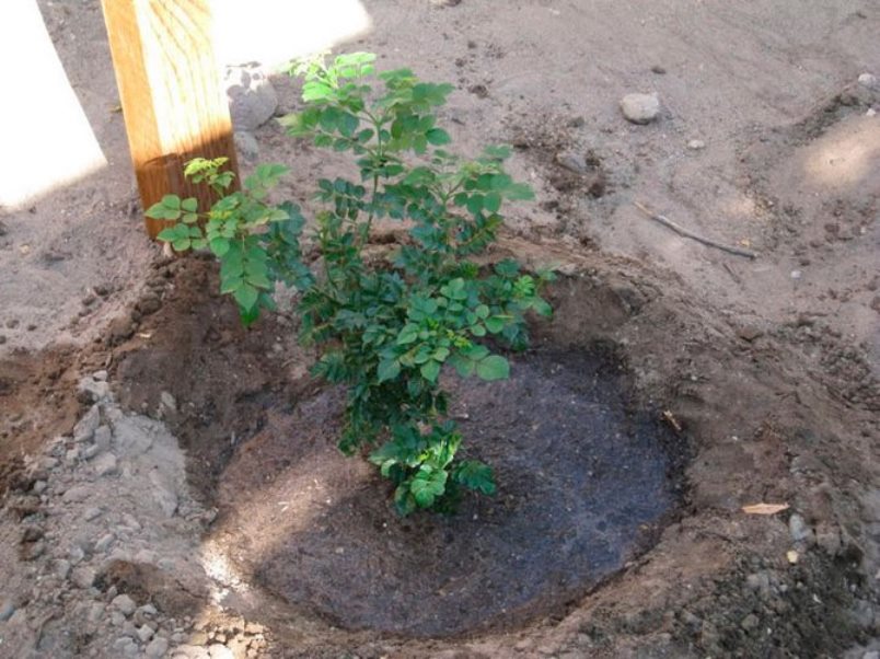 Полив куста при посадке