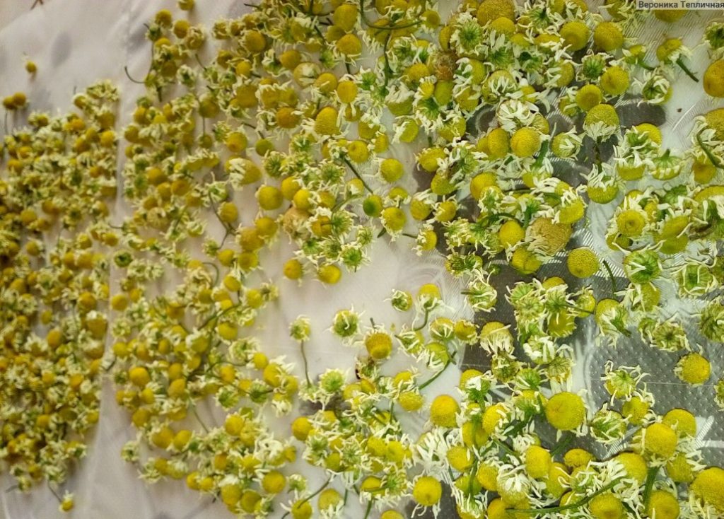 Получение семян растения