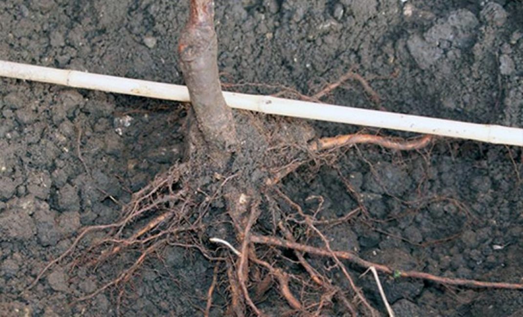 Посадить дерево корня