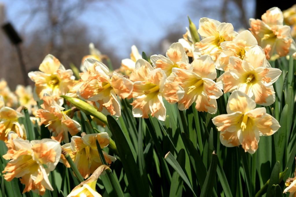 После окончания цветения растение нуждается в не меньшем уходе, чем во время него