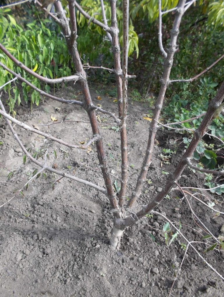 Правильно сформированный центр растения, нуждающийся в небольшой косметической обрезке