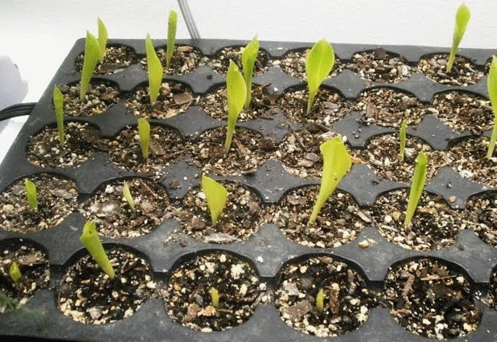 Проросшая рассада