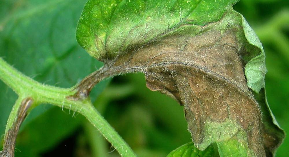 Маковый скрытнохоботник