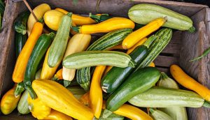 Кабачки: диетические овощи семейства тыквенных. Посадка семенами в открытый грунт и уход, выращивание рассады (15 Фото & Видео) +Отзывы
