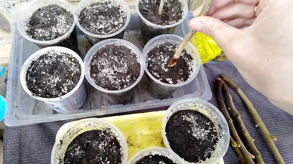 Размножение кампсиса черенками