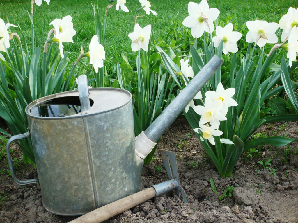 Растение влаголюбиво, но не переносит застоя воды в низинах садового участка