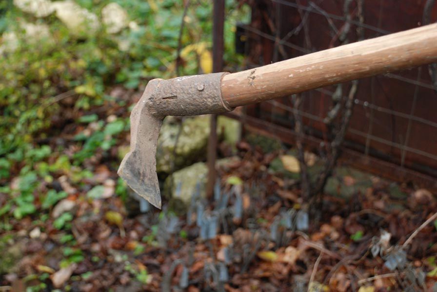 При рыхлении почвы приствольного круга нужно быть особо аккуратным