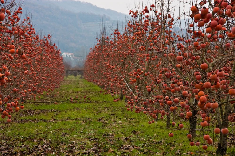 Сад из деревьев хурмы