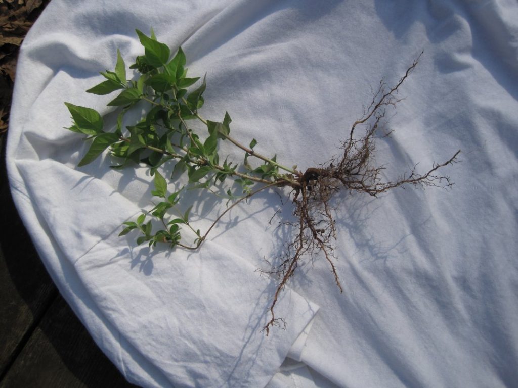 Саженец жимолости, выращенный из семян