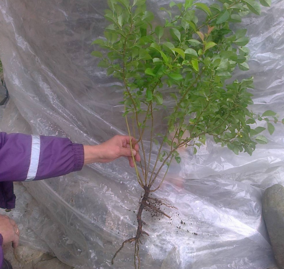 Саженец, приготовленный к посадке