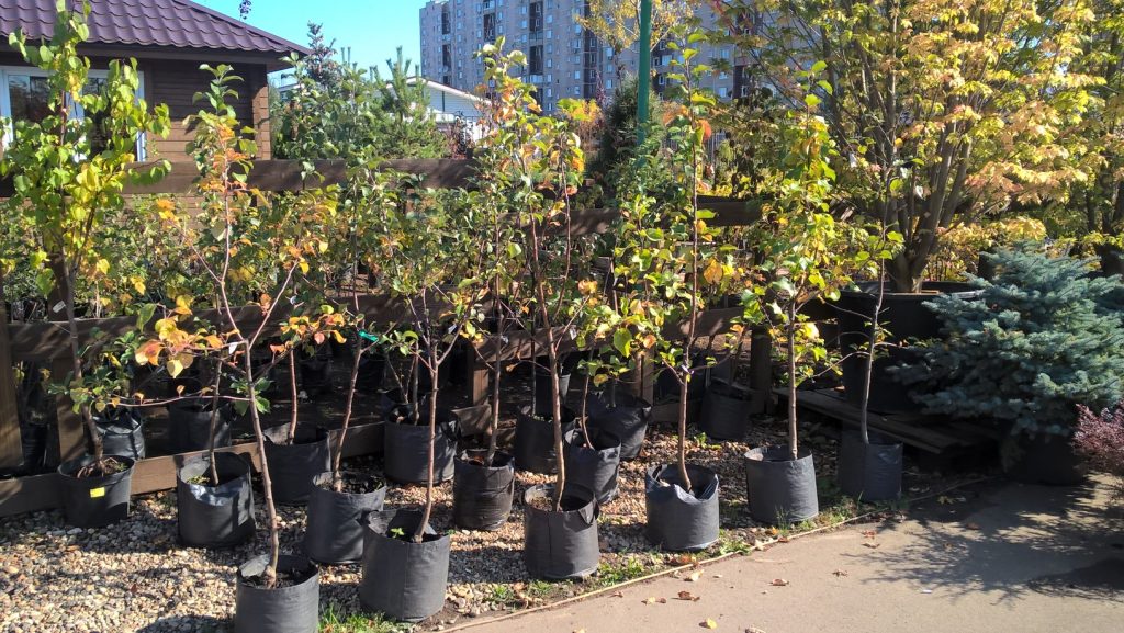 Саженцы абрикоса