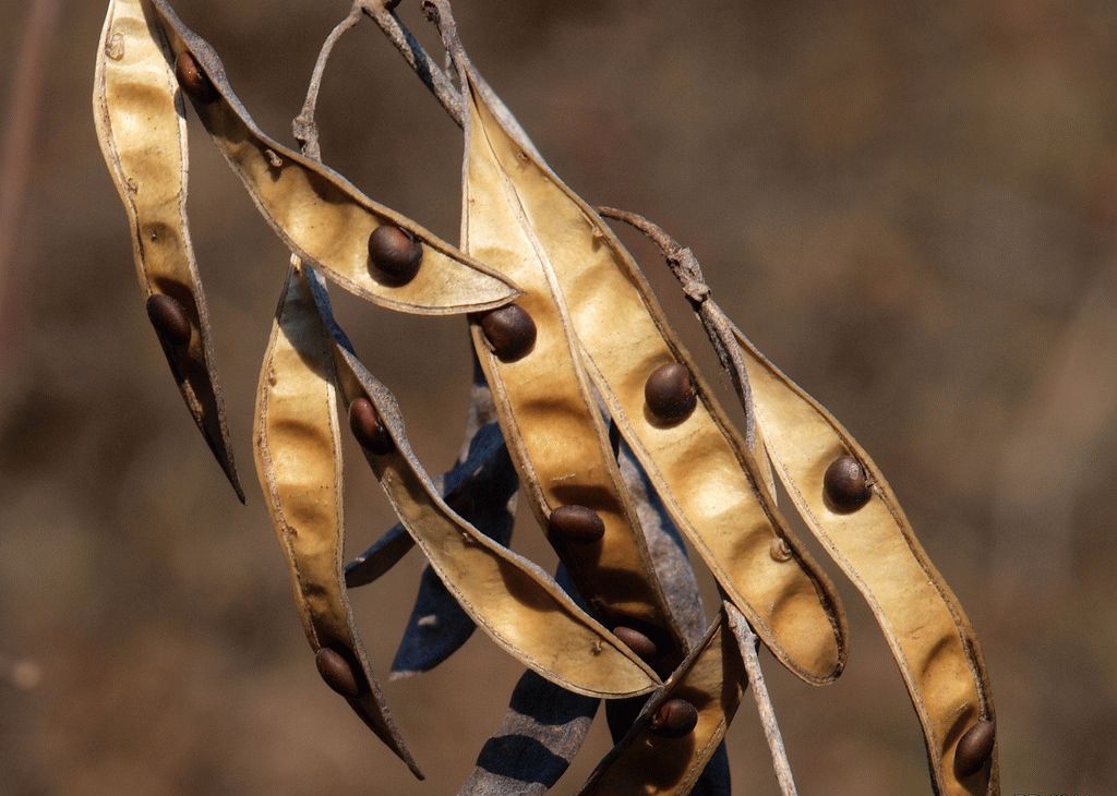 Семена бобовника