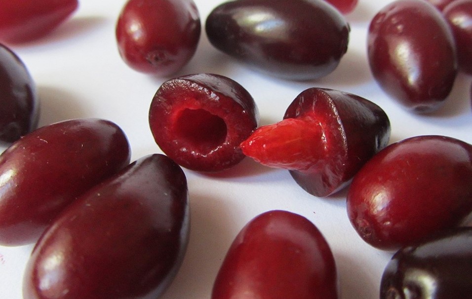 Семена кизила в плодах