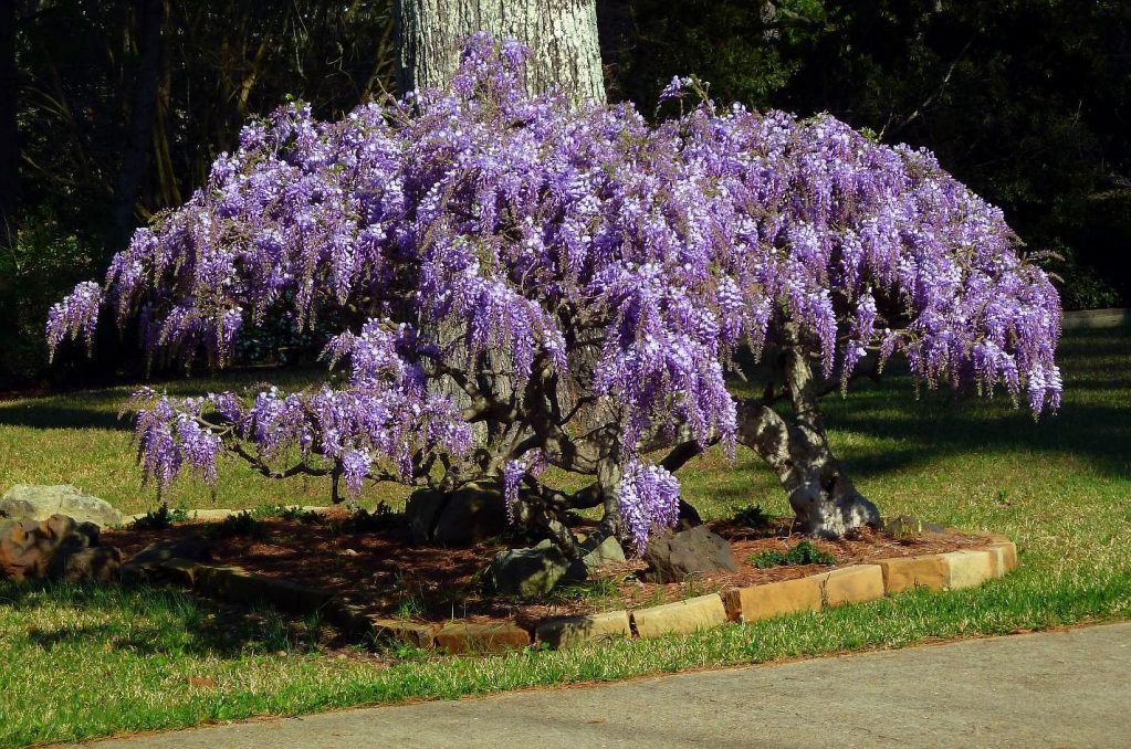Солнечный участок, где растение хорошо развивается