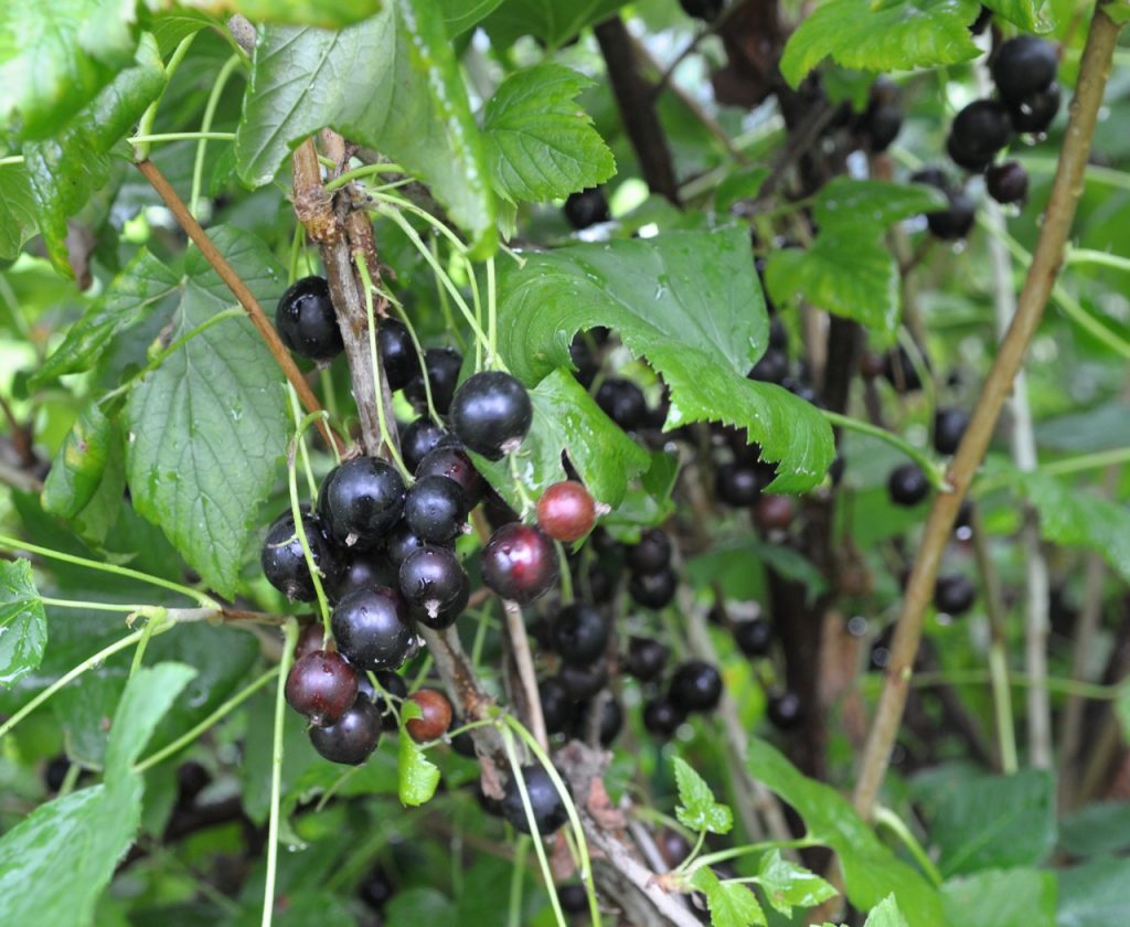 Сорт Лентяй не только обладает хорошей устойчивостью к неблагоприятным условиям среды, но и даёт вкусный обильный урожай