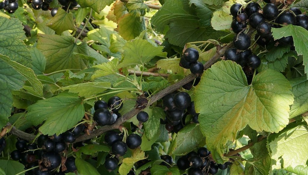 Сорт багира