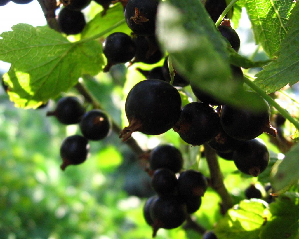 Сорт воспоминание