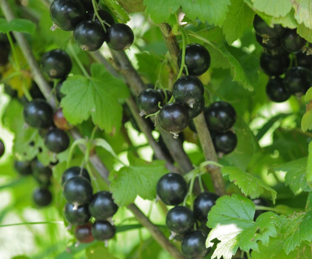 Сорт дачница