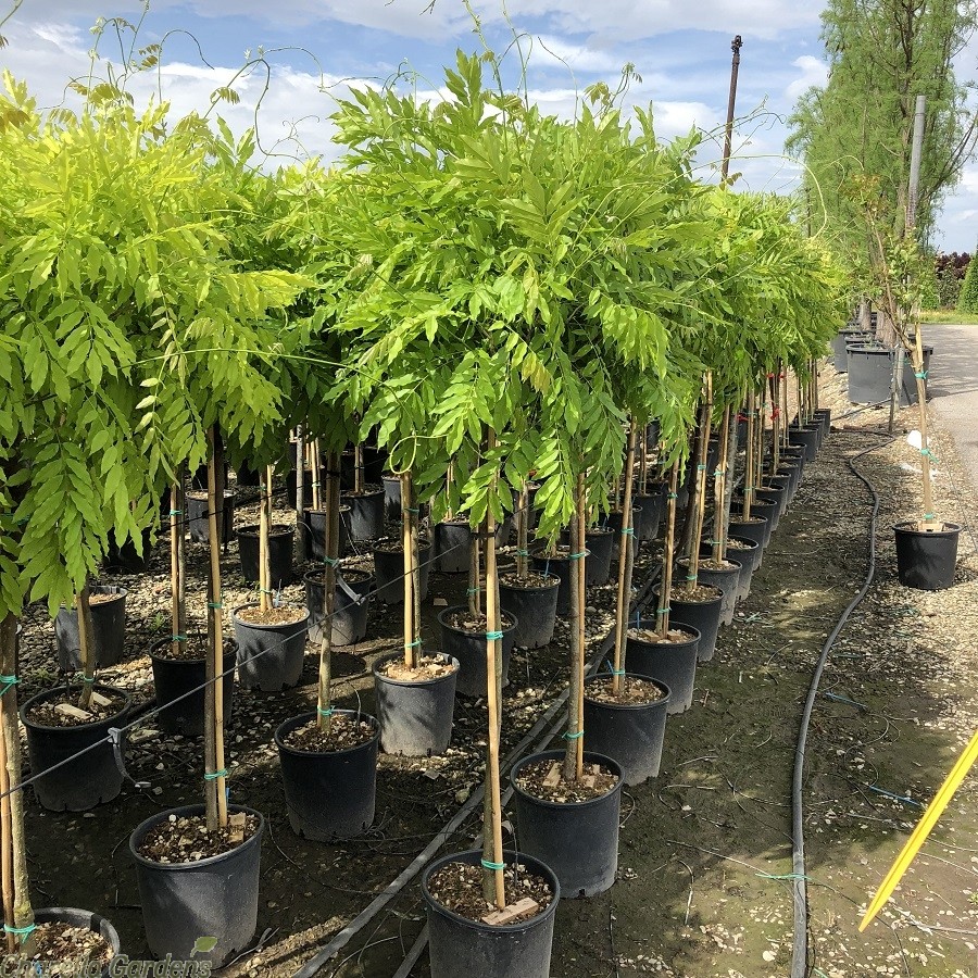 Сформированные штамбовые деревья глицинии