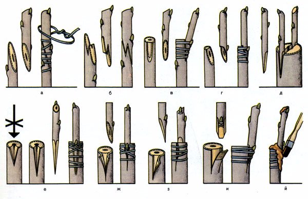 Схема размножения прививкой