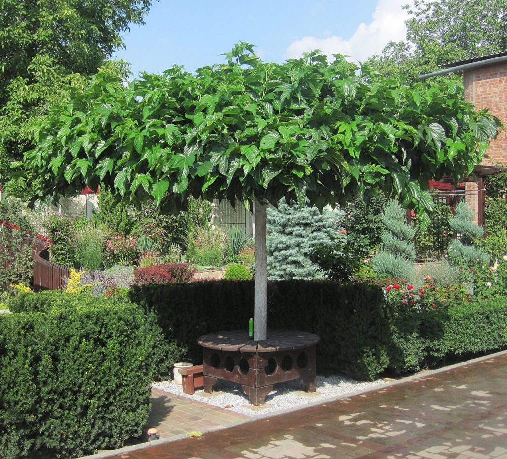 Тутовник - украшение сада