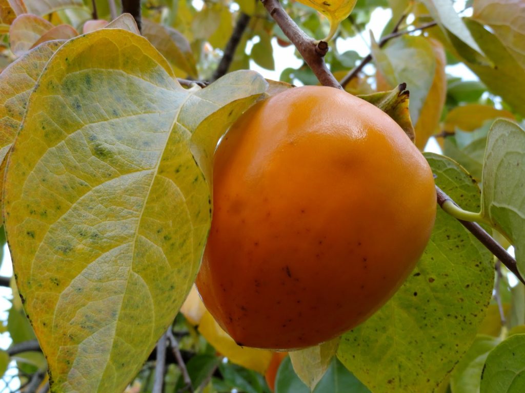 Хурма гошо гаки