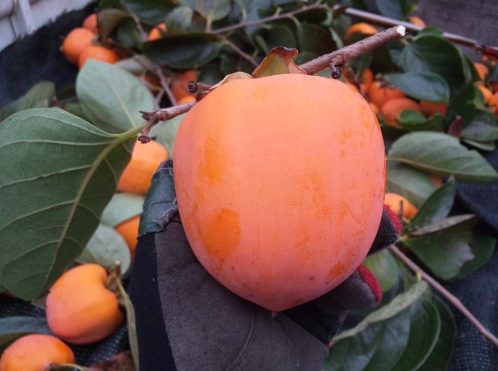 Хурма хиакуме