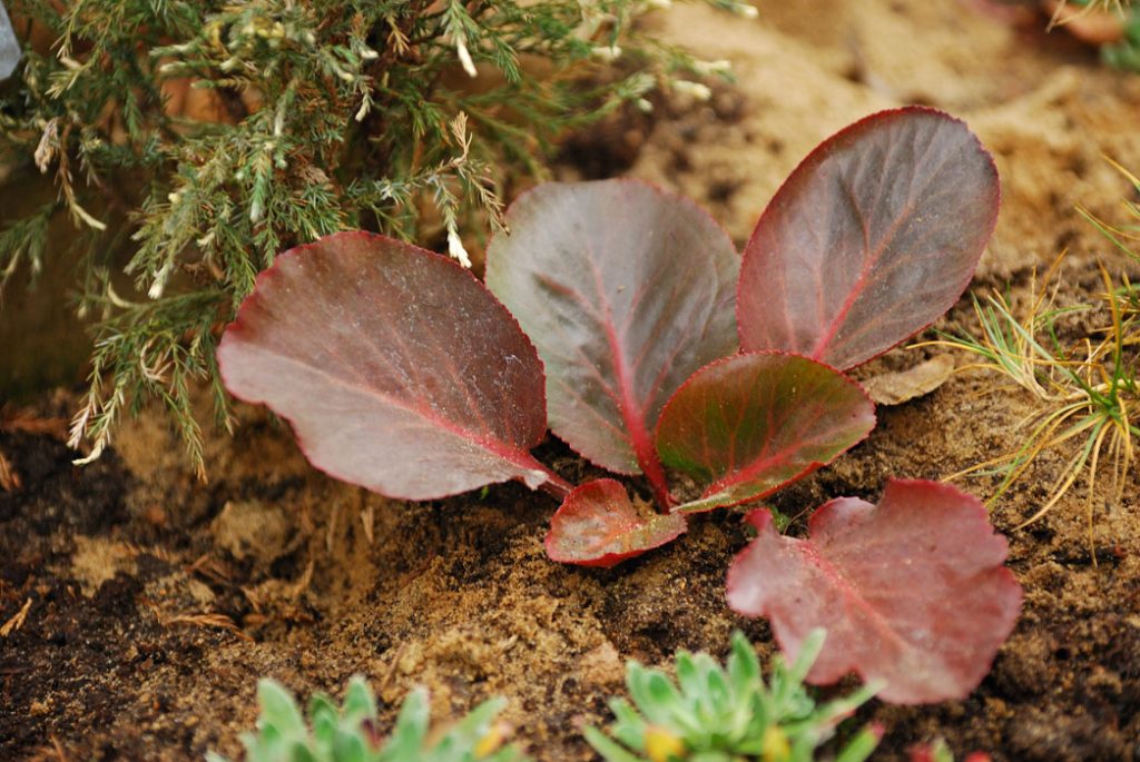 Черенкование