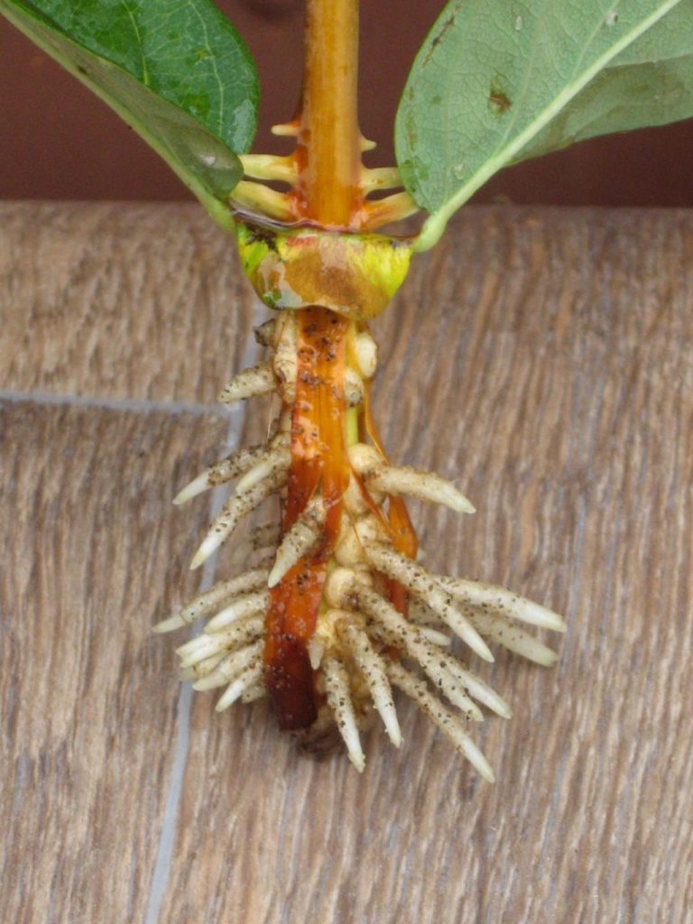 Черенок жимолости