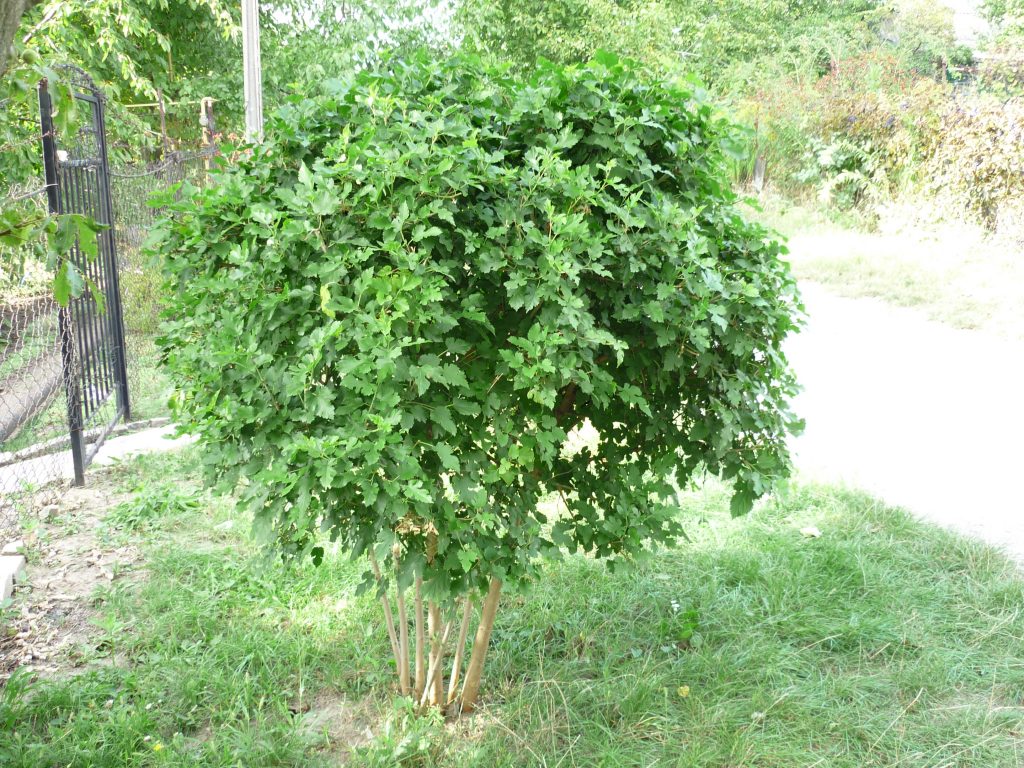 Шелковица любит свет