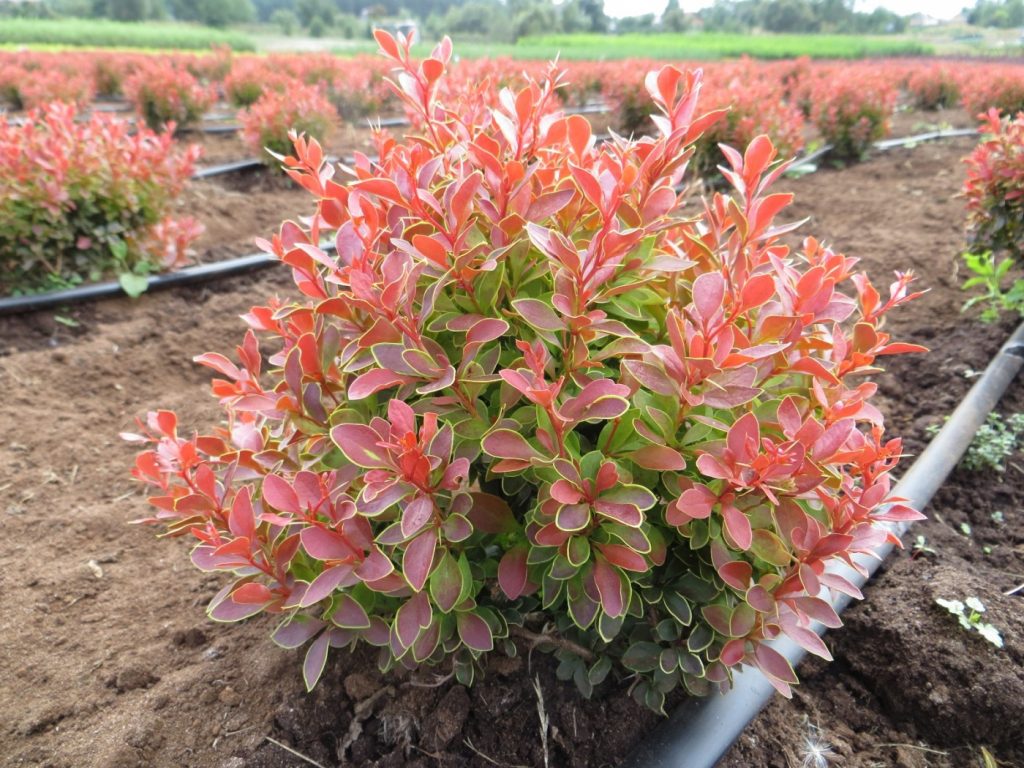 Кустарник не влаголюбив