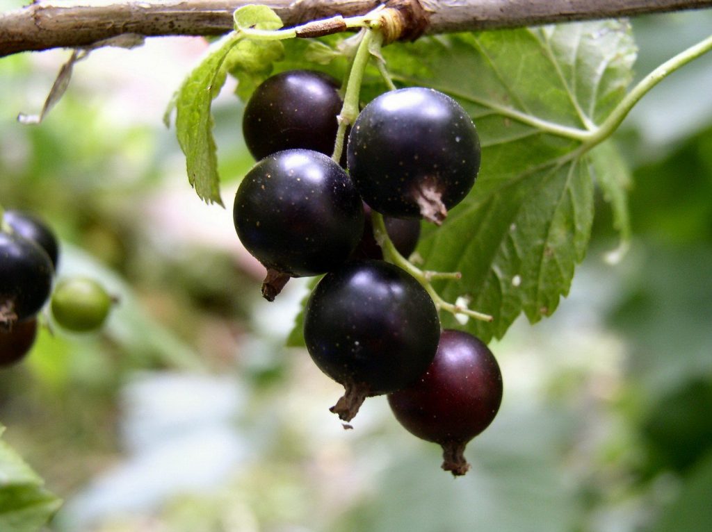 сорт Лентяй