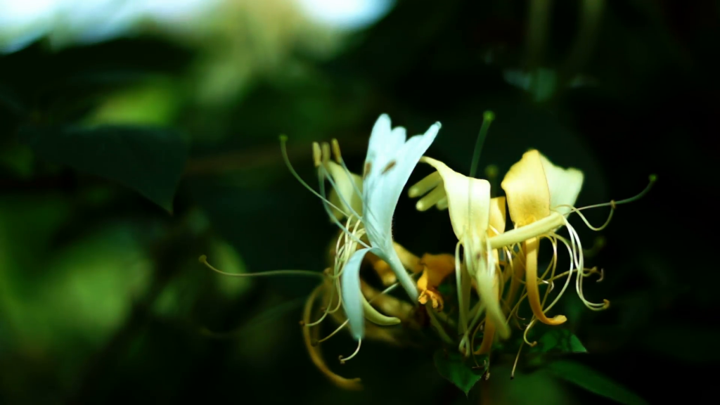 Цветок жимолости