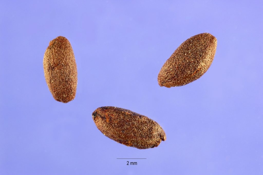 Семена барбариса