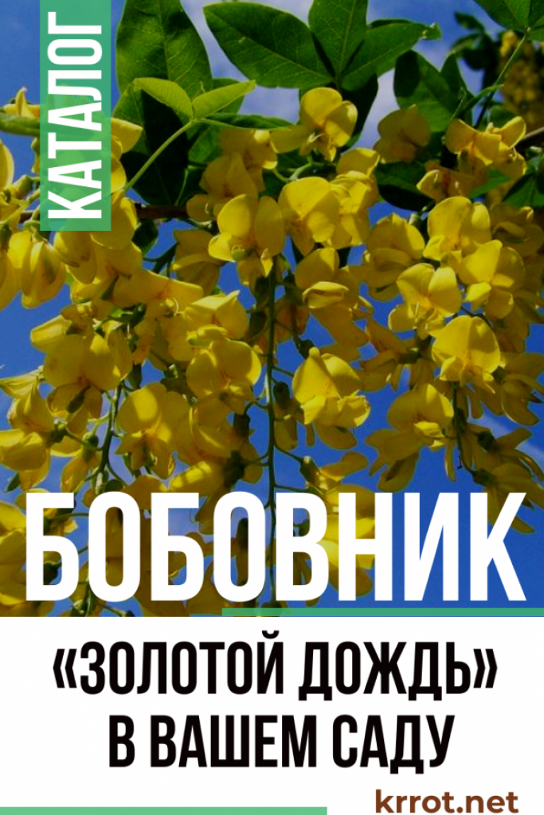 Бобовник: Описание, Посадка, Уход, Болезни (55 Фото) +Отзывы