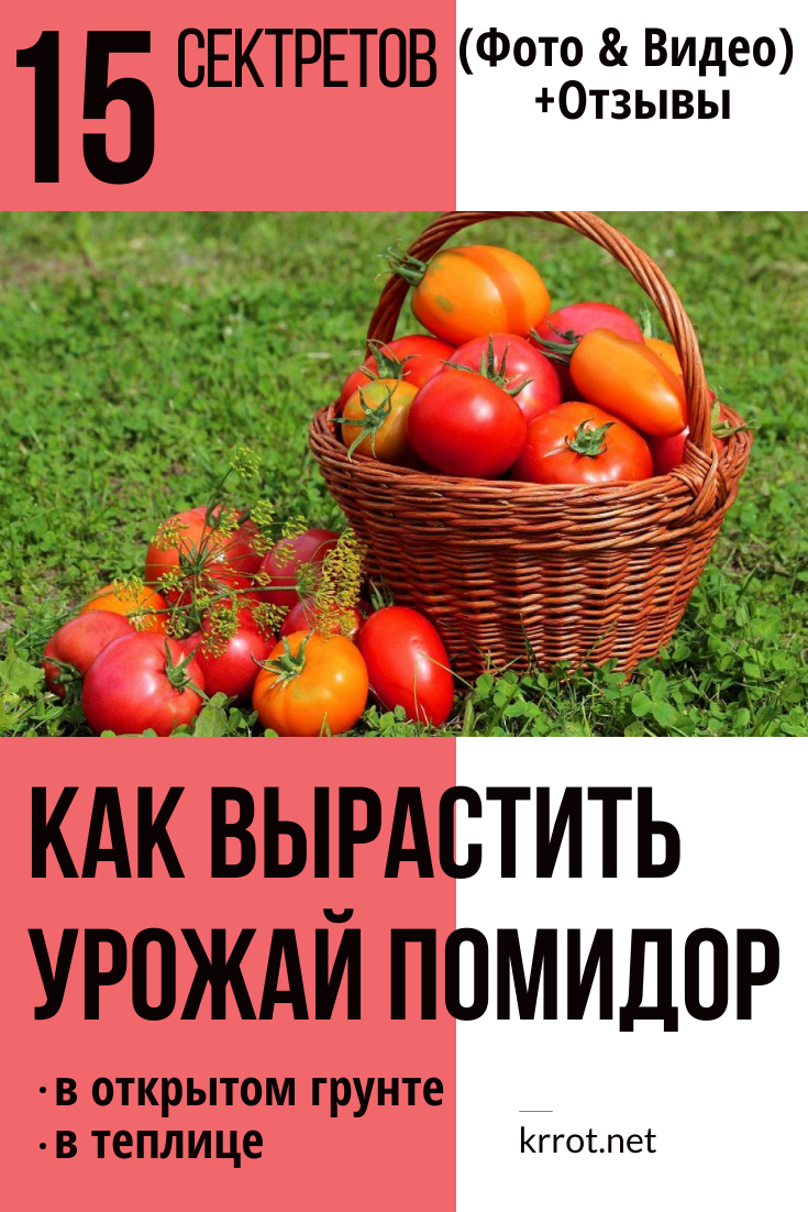 15 Секретов Хорошего Урожая Помидор: в Теплице и в Огороде
