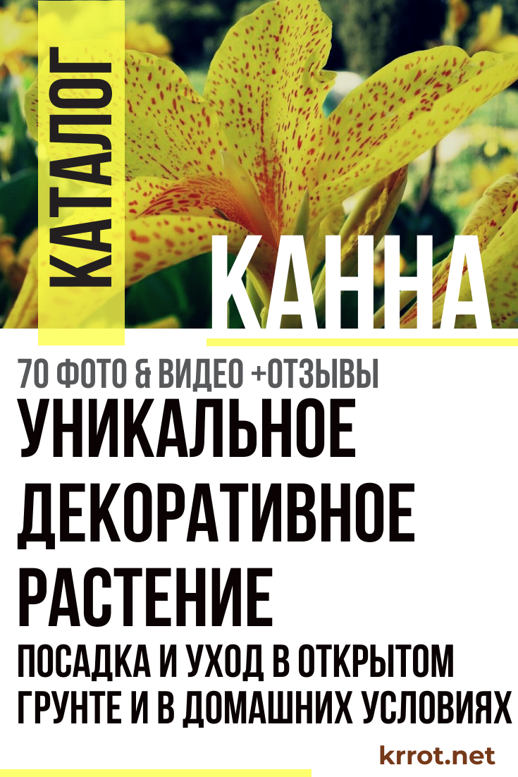 О выращивании в саду цветов канн: правила посадки и ухода в Подмосковье и Сибири