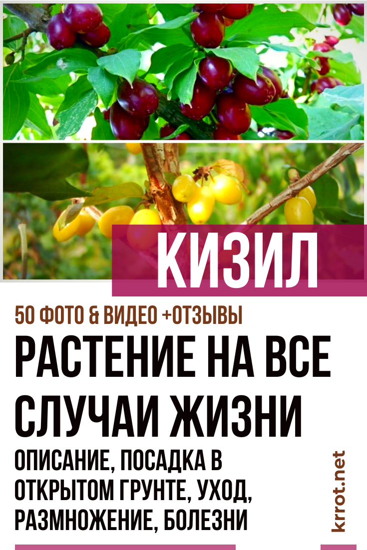 Кизил: Описание, Посадка, Уход, Размножение (50 Фото)+Отзывы