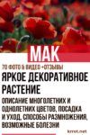 Мак - яркое декоративное растение: описание многолетних и однолетних цветов, посадка и уход, способы размножения, возможные болезни (70 Фото & Видео) +Отзывы мак посадка и уход