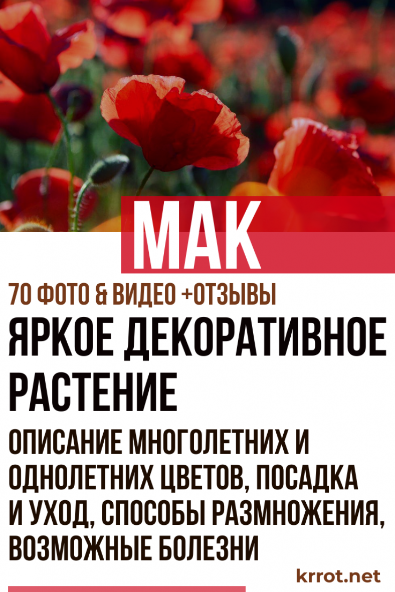 Мак: Описание, Посадка, Уход, Размножение, (70 Фото)+Отзывы