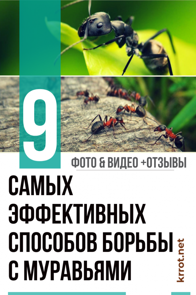 ТОП-9 Способов Борьбы с Муравьями на Садовом Участке +Отзывы