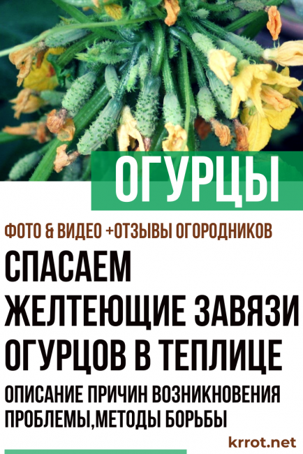 Почему желтеют огурцы в теплице зародыши и что нужно делать народные средства