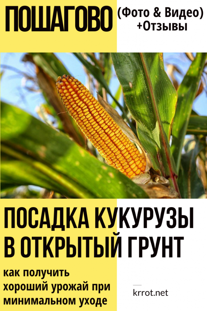 Схема посадки кукурузы на грядке